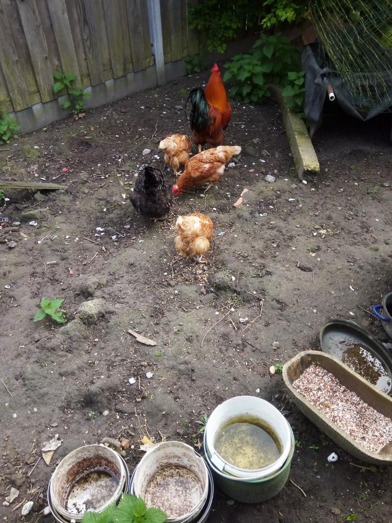 Legkippen, Dieren en Toebehoren, Pluimvee, Meerdere dieren, Kip