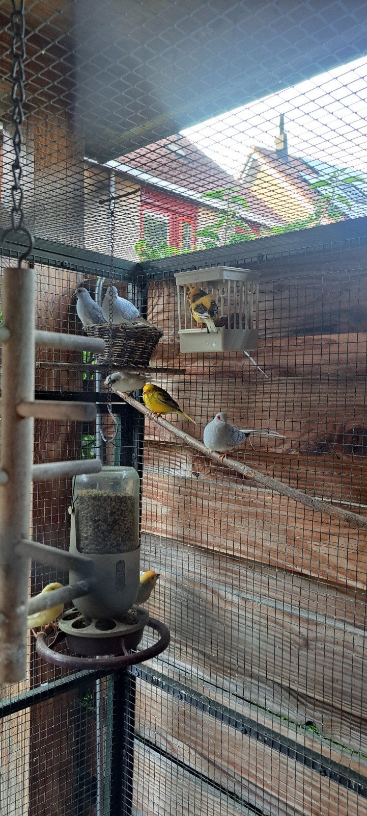koppeltje Diamantduifjes, Meerdere dieren