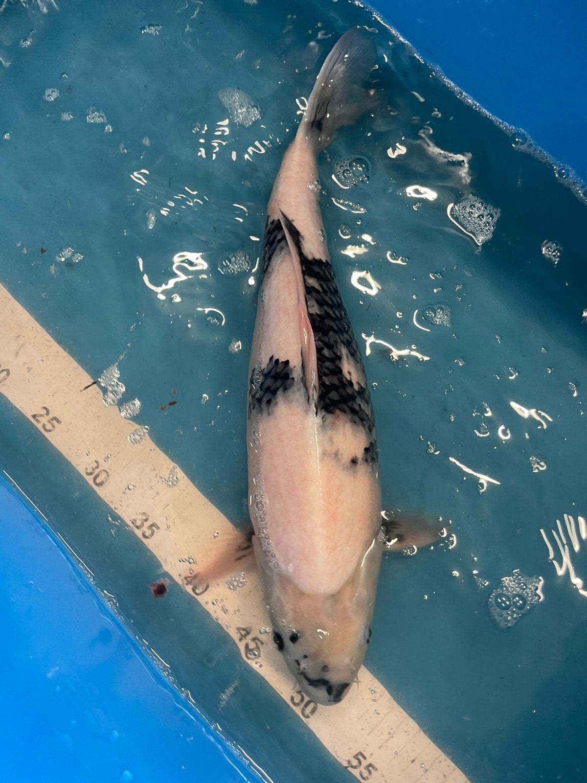 Mooie shiro utsuri 44 cm, Karper of Koi
