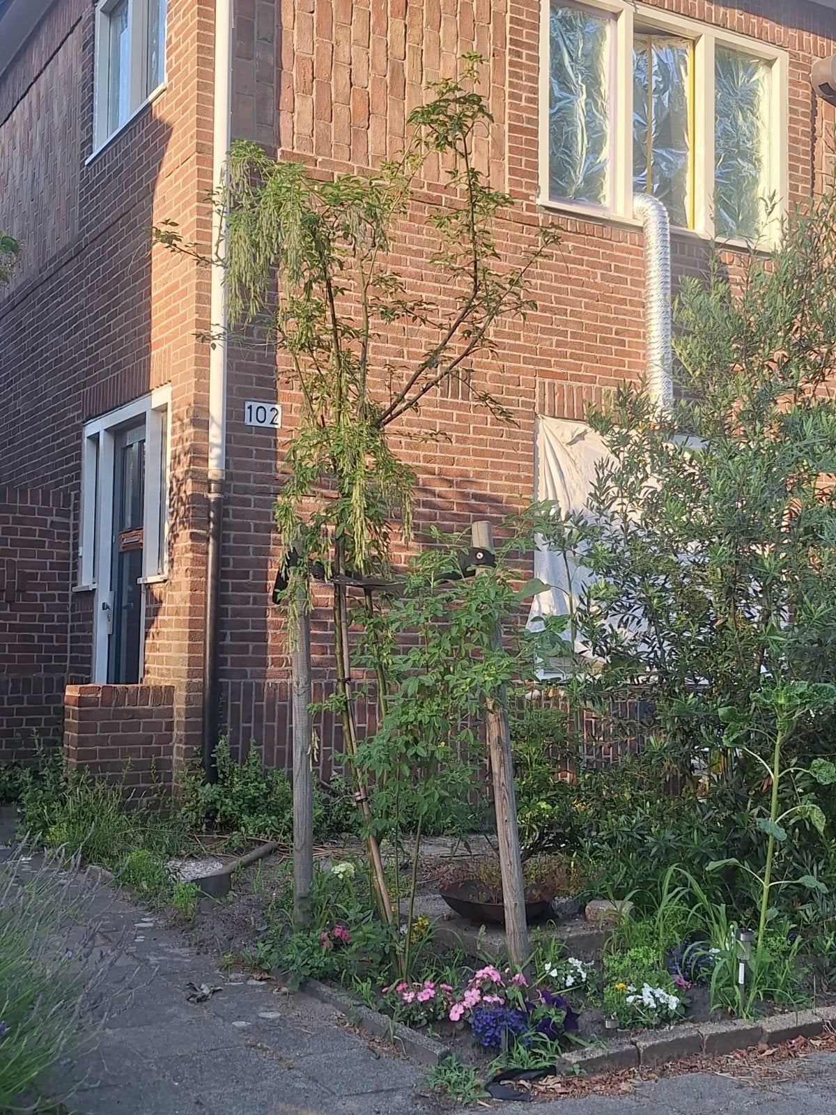 Regenboom 4m, Ophalen of Verzenden, Rond, Kunststof