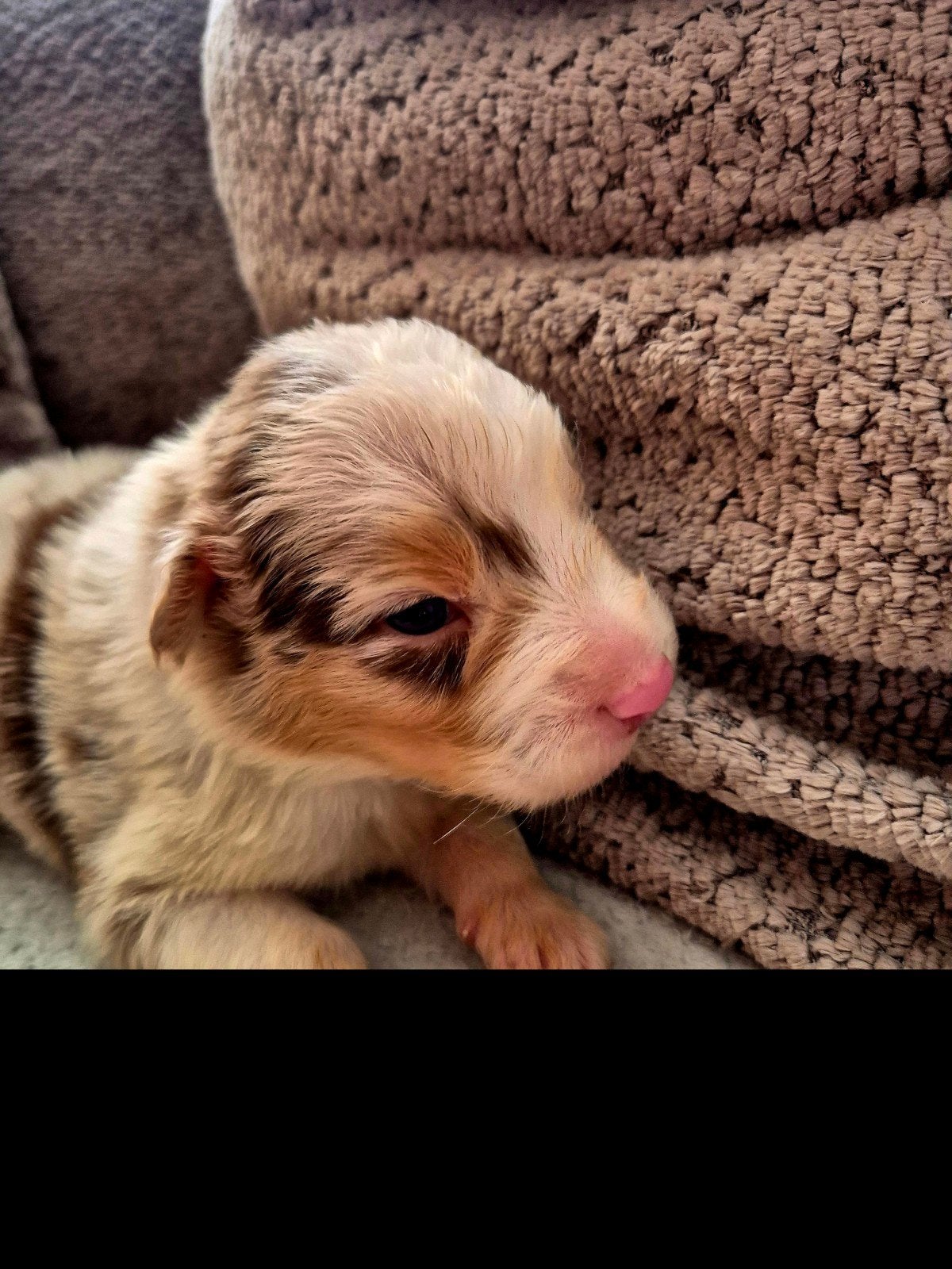 Australian shepherd pups uit geteste ouders, Dieren en Toebehoren, 8 tot 15 weken, Parvo, Meerdere, Meerdere dieren