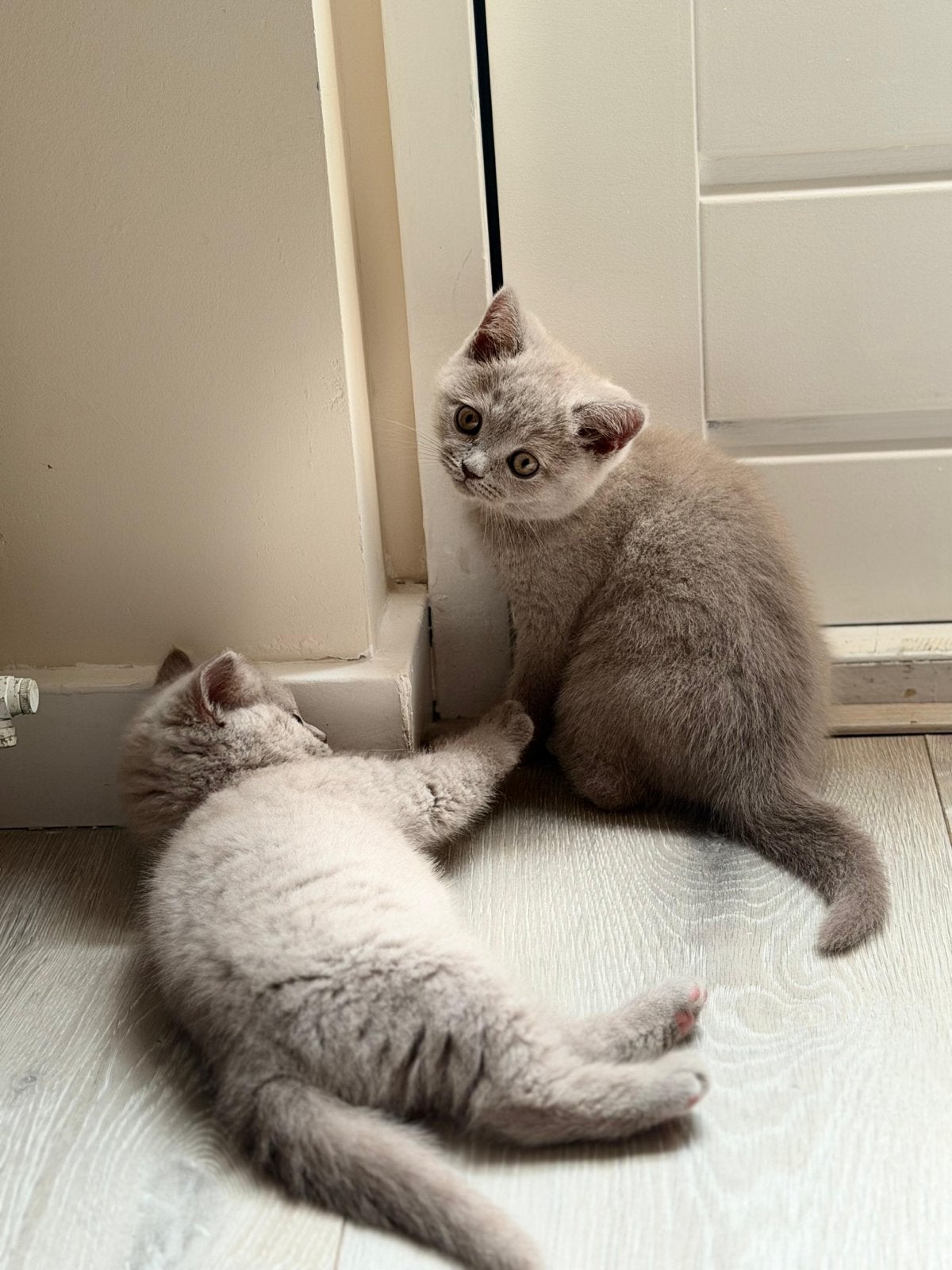 Korte britshaar kittens, Dieren en Toebehoren, Katten en Kittens | Overige Katten, Poes, Kortharig, 0 tot 2 jaar