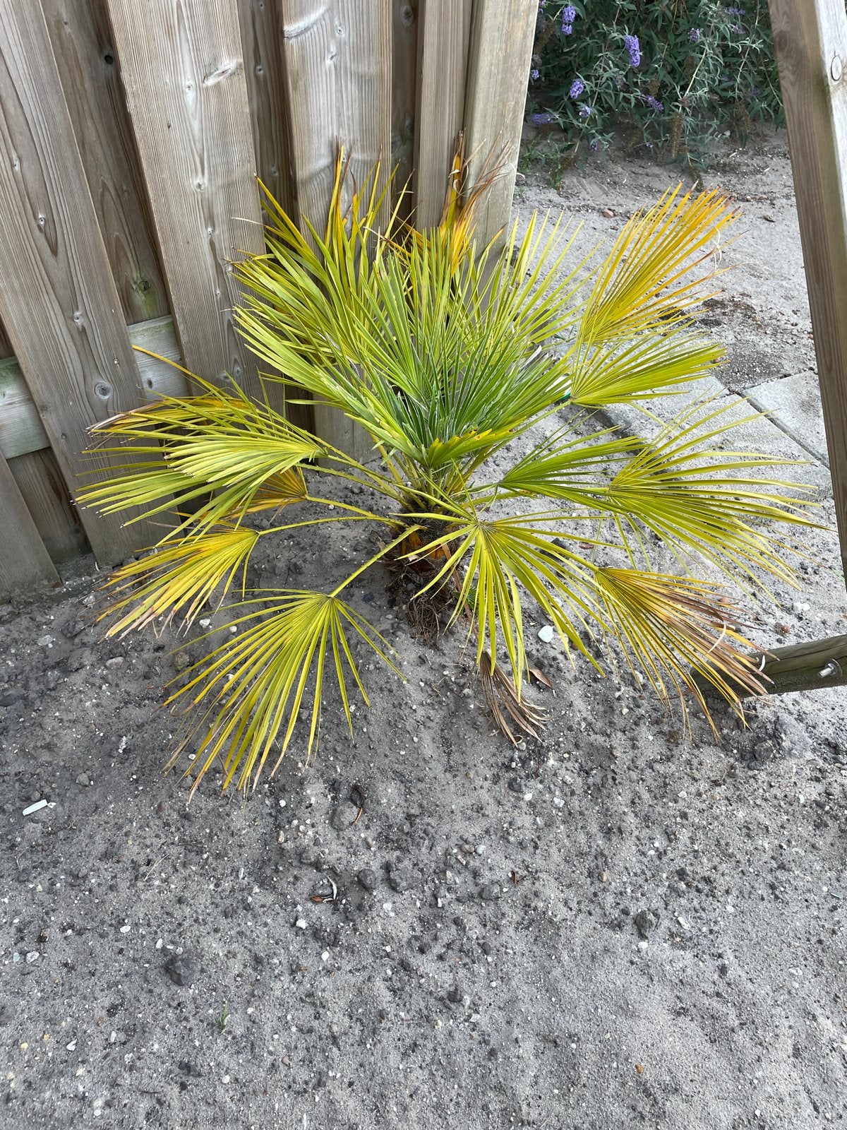 Kleine palmboom voor tuin of terras, Overige soorten, Volle zon, Vaste plant, Ophalen of Verzenden