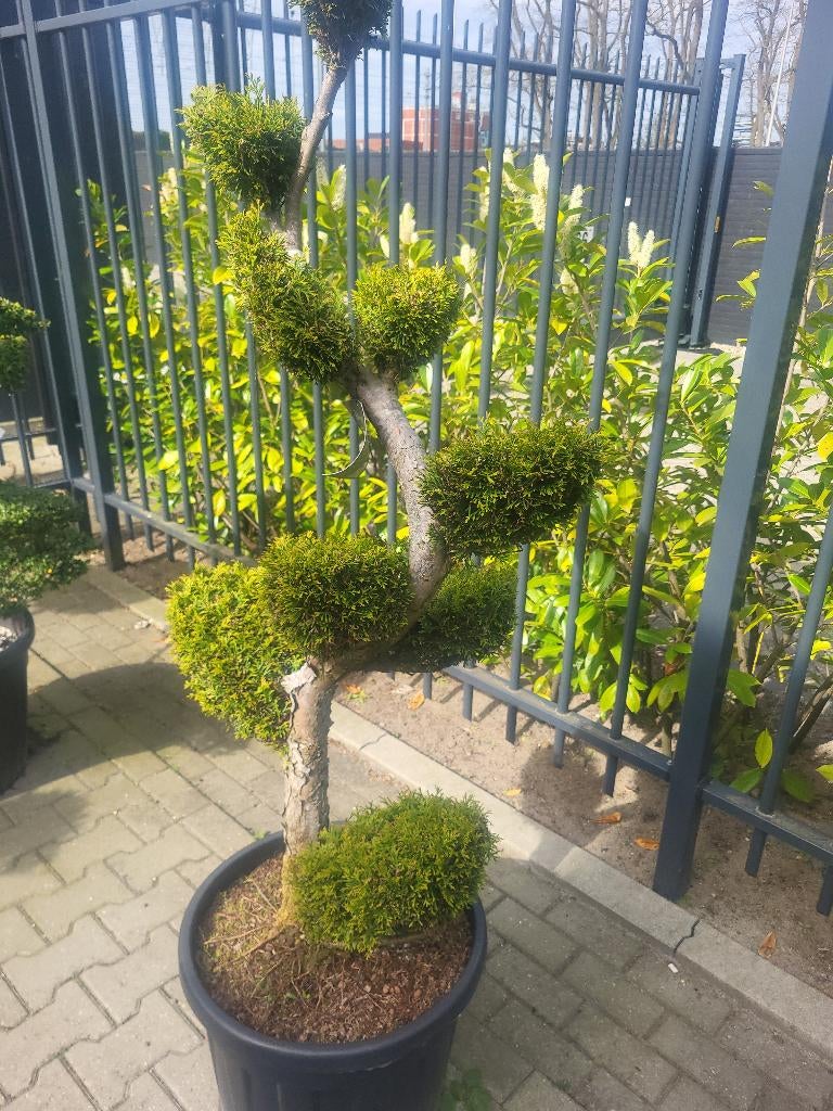 Thuja occidentalis.Smaragd bonsai, Tuin en Terras, Bloeit niet, Overige soorten, 100 tot 250 cm, Ophalen