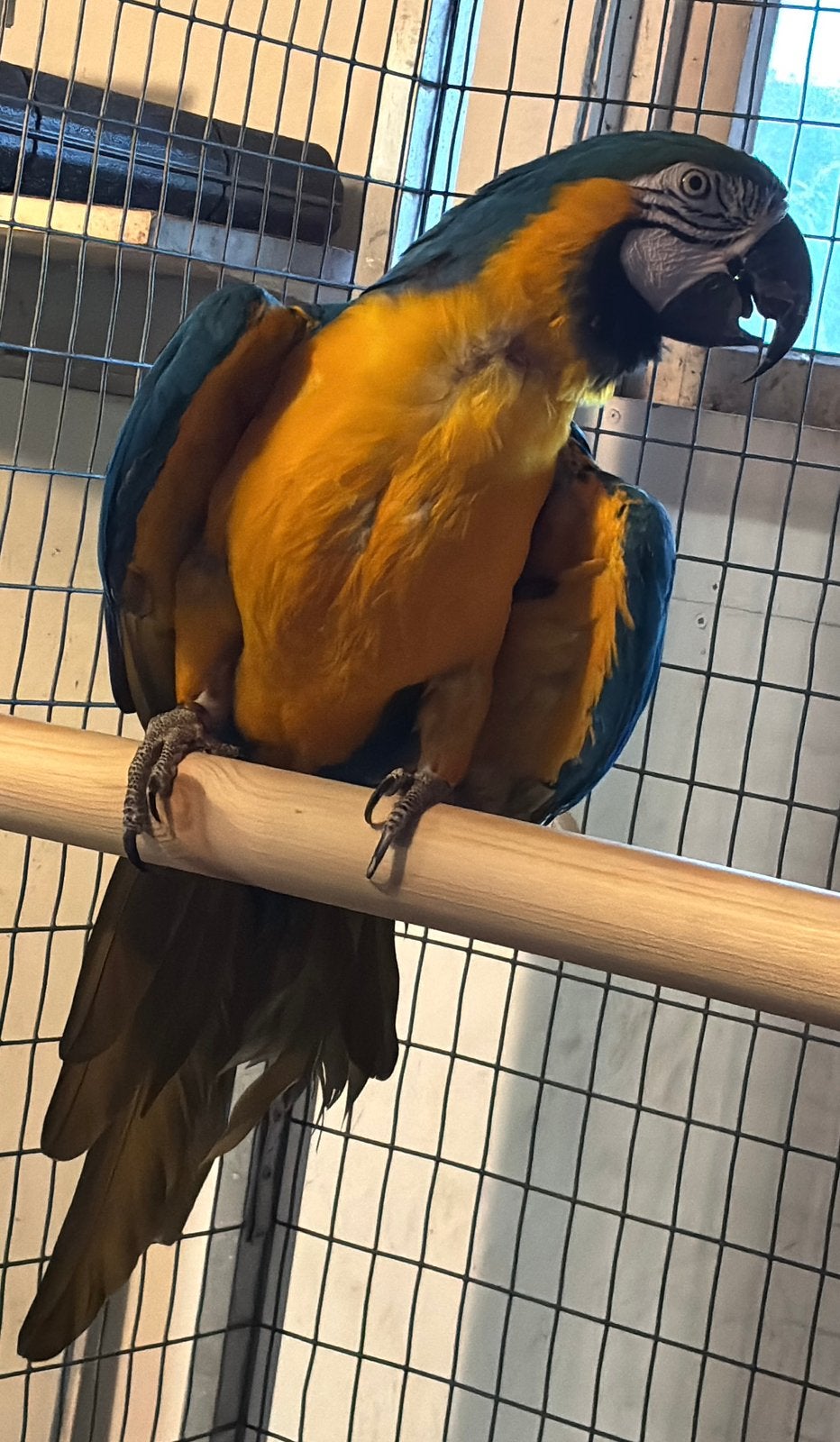 Blauw Gele Ara Pop va 2004, Dieren en Toebehoren, Vrouwelijk, Papegaai, Geringd