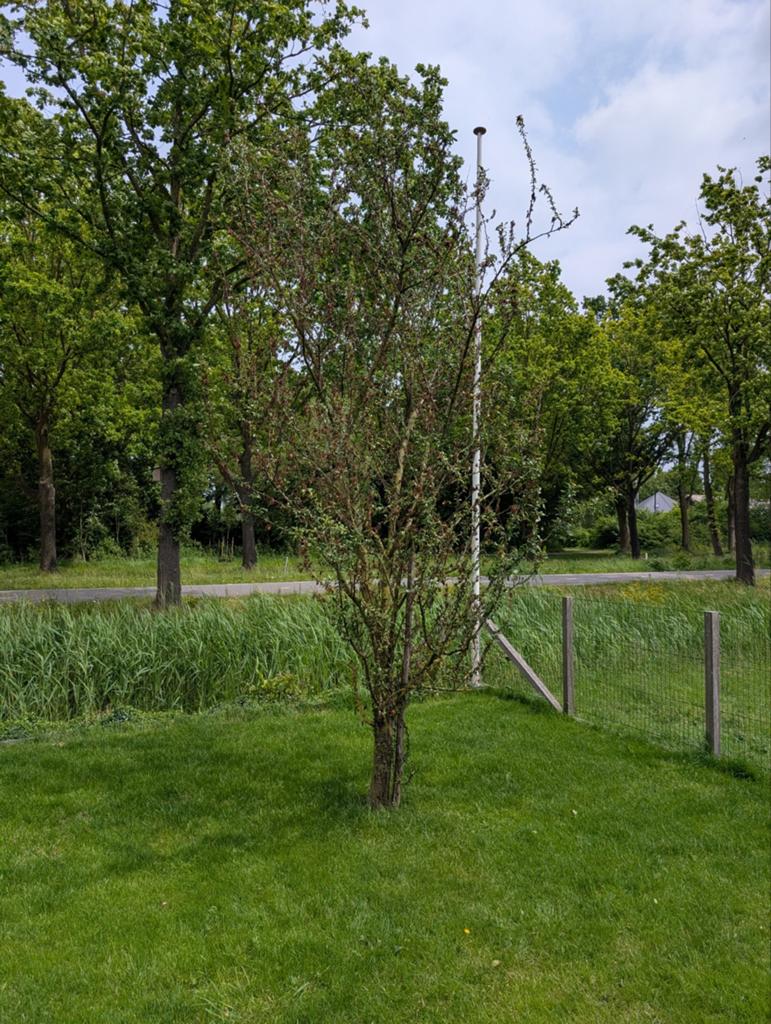 Pruimenboom Valor, 8 jaar oud, Tuin en Terras, Ophalen of Verzenden, 250 tot 400 cm, Pruimenboom, Zomer