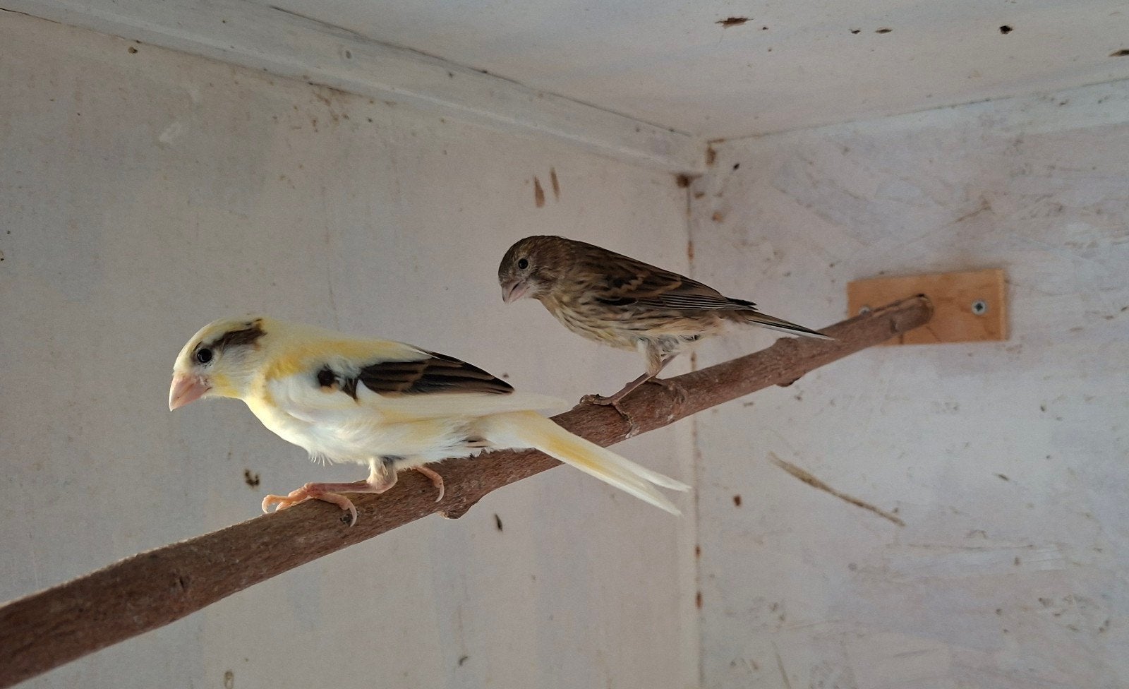 Timbrado kanaries, Meerdere dieren