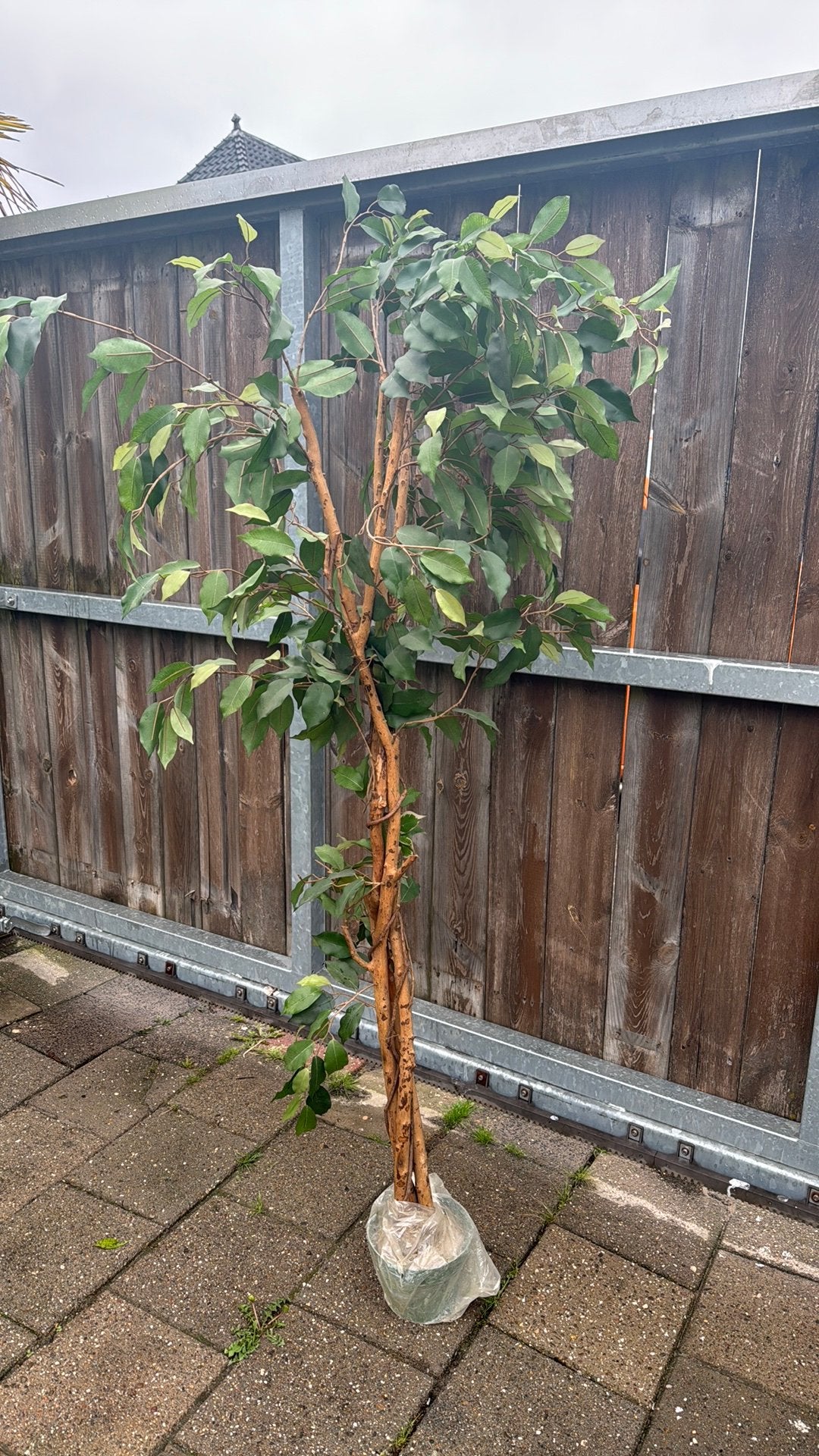 Grote Ficus Benjamina - Ideaal voor binnen of buiten, Vaste plant, Bloeit niet, Halfschaduw, Ophalen