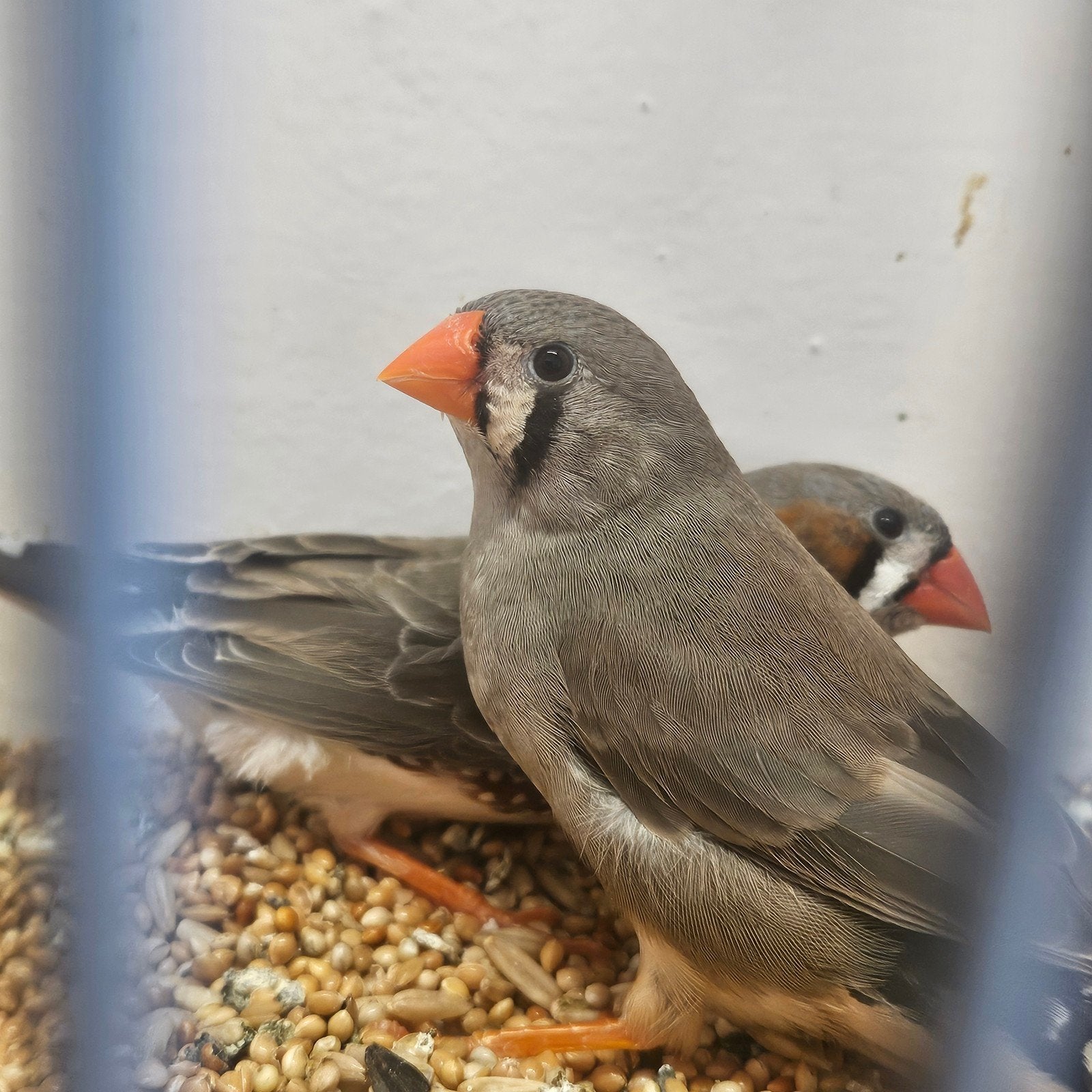 Koppeltje zebravinken, Meerdere dieren