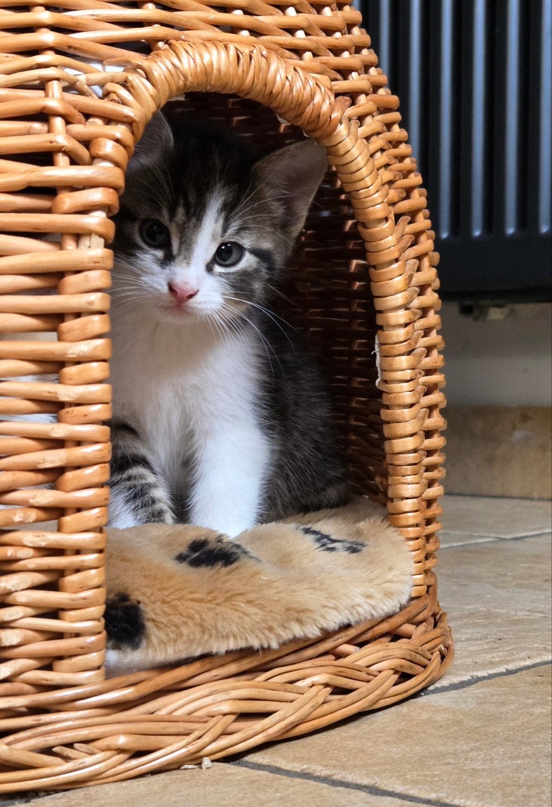 prachtige kittens, Dieren en Toebehoren, Katten en Kittens | Raskatten | Korthaar, Meerdere dieren