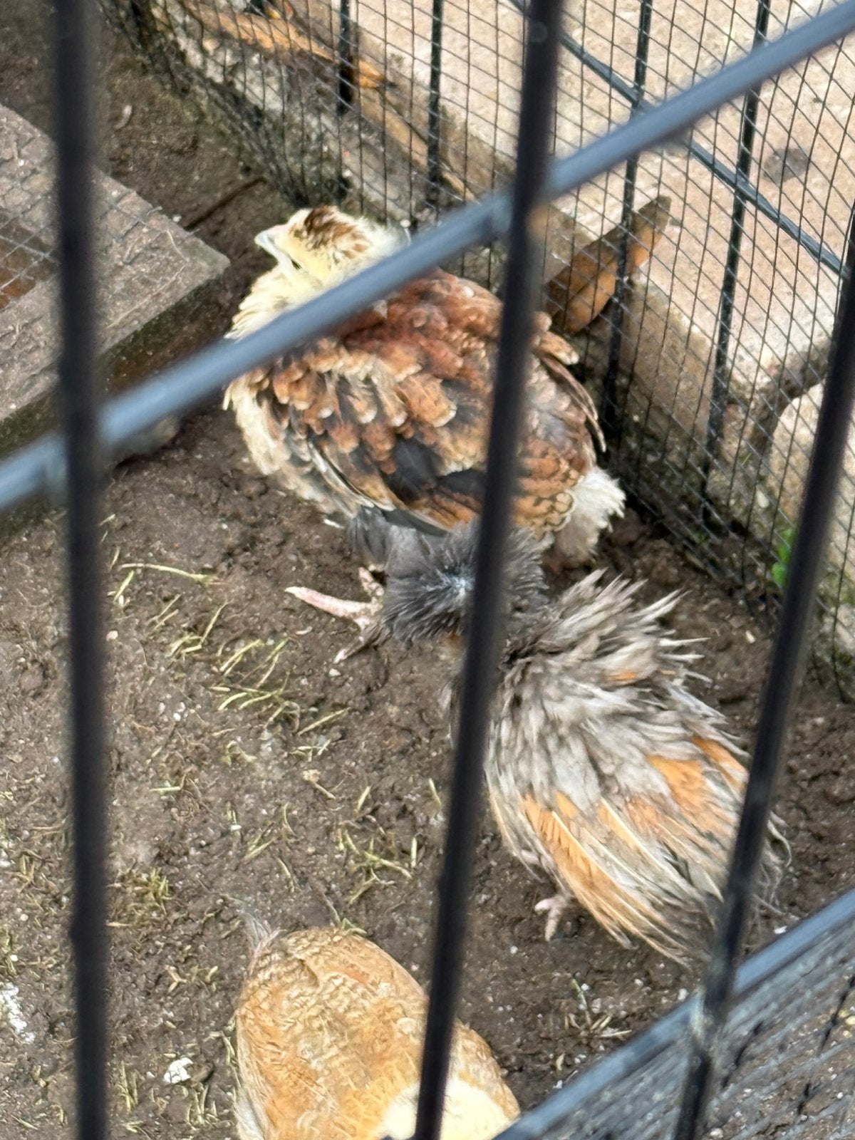 Padua en mix kuikentjes tekoop, Dieren en Toebehoren, Geslacht onbekend, Kip