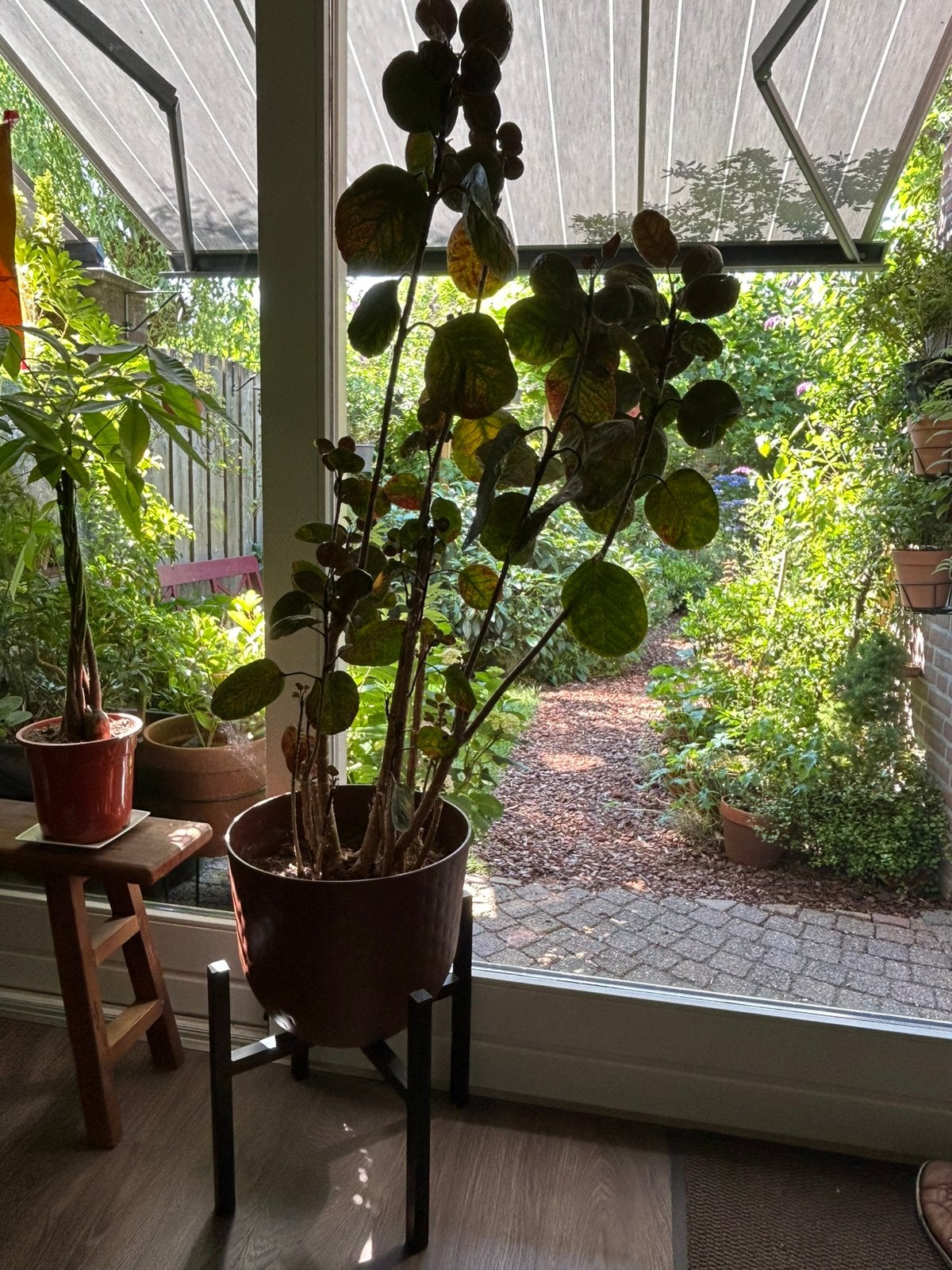 Grote Kamerplant op Moderne Metalen Standaard + Elho Pot, Huis en Inrichting, Kamerplanten, Ophalen, Halfschaduw, Minder dan 100 cm