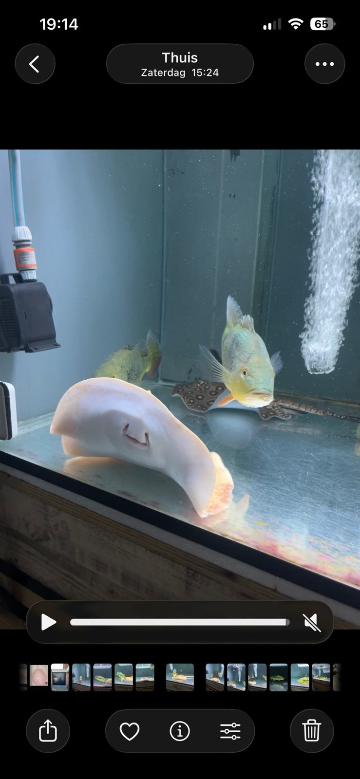 potamotrygon albino male 30/35 cm disc, Vis