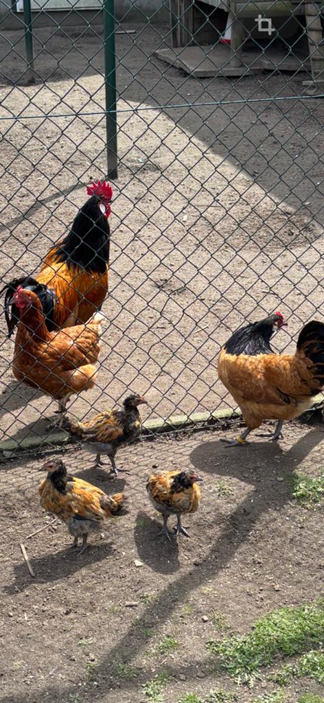 Vorwerk, Dieren en Toebehoren, Geslacht onbekend, Kip