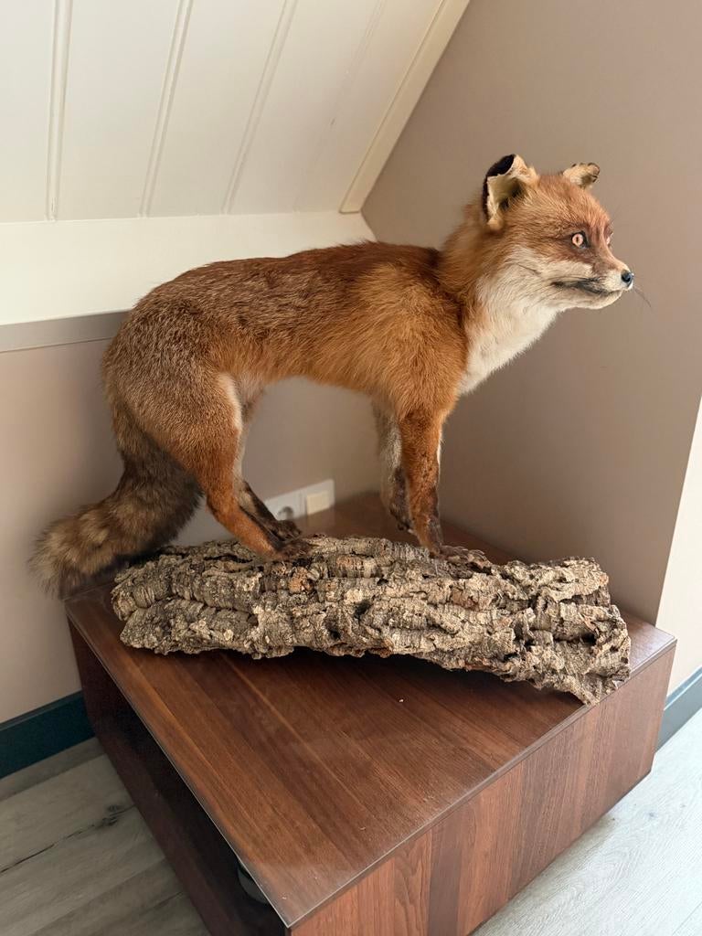 Opgezette vos taxidermie, Ophalen, Zo goed als nieuw, Wild dier, Opgezet dier