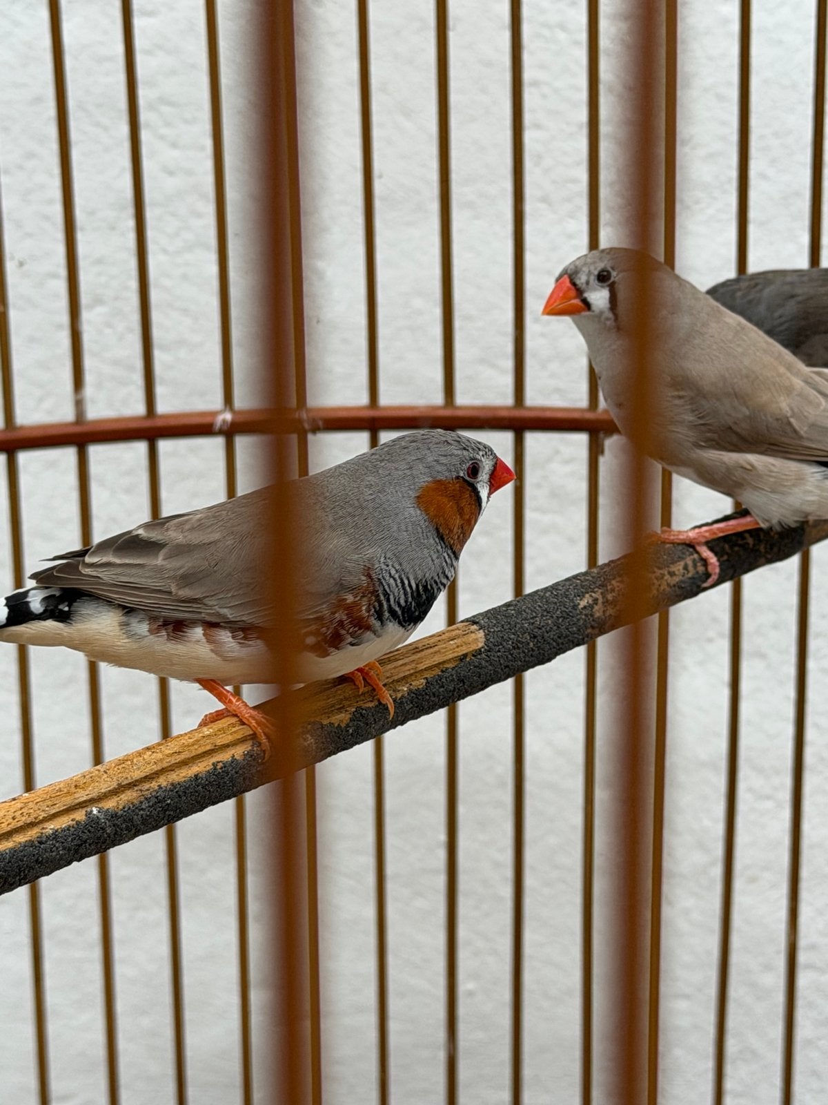 Zebravinken 6 euro per stuk, Dieren en Toebehoren, Meerdere dieren