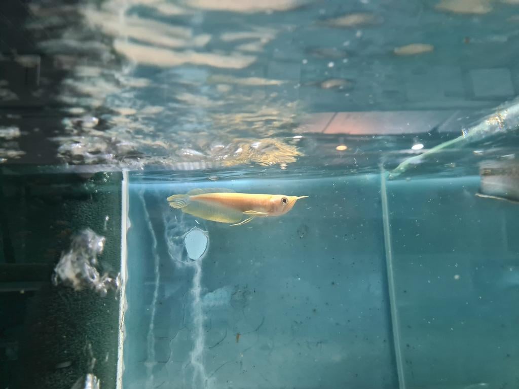 Albino Zilver Arowana, Osteoglossum Bicirrhosum Albino