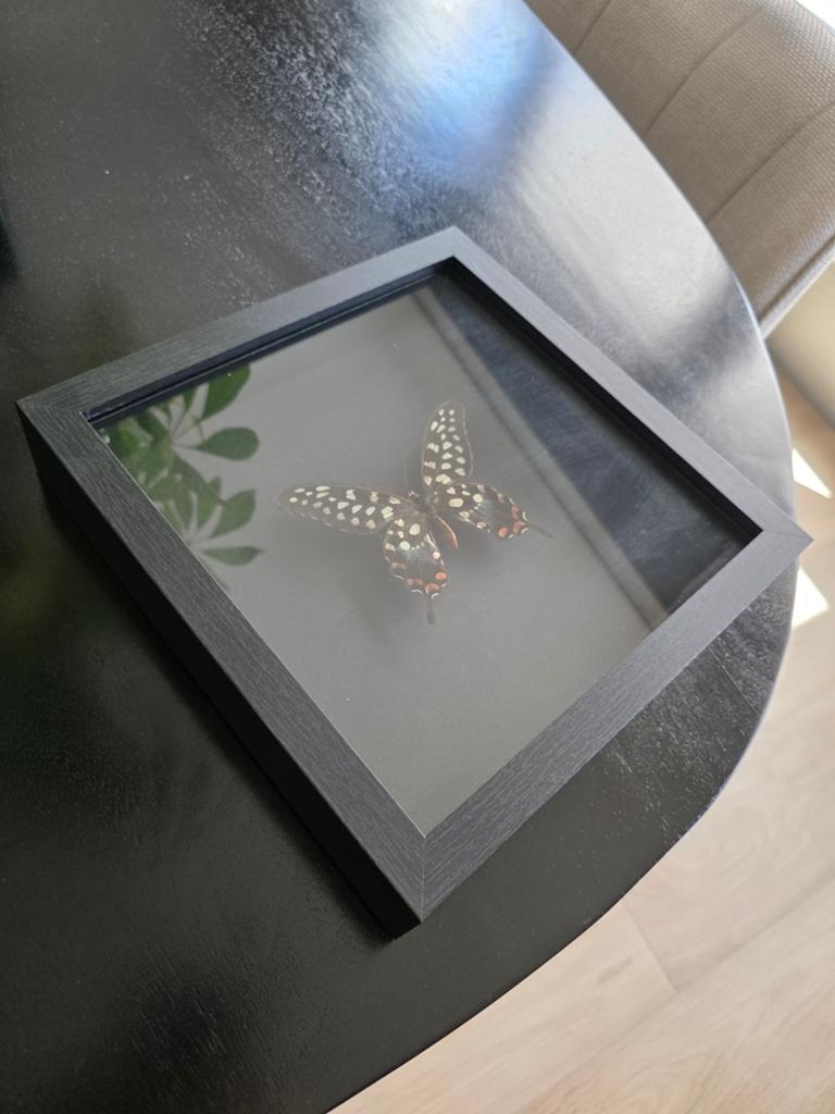 Opgezette Vlinder in Elegante Zwarte Lijst - Papilio Antenor, Zwart, Overige stijlen, Ophalen of Verzenden, Zo goed als nieuw