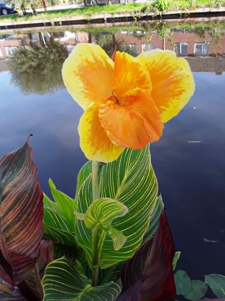 Canna two tone tiger, Tuin en Terras, Planten | Tuinplanten, Overige soorten, Volle zon, Vaste plant, Ophalen of Verzenden