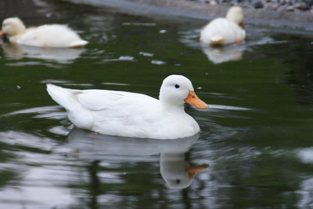 Kwaker eenden | Jonge Hollandse Kwakers | Siereenden, Dieren en Toebehoren, Meerdere dieren, Eend