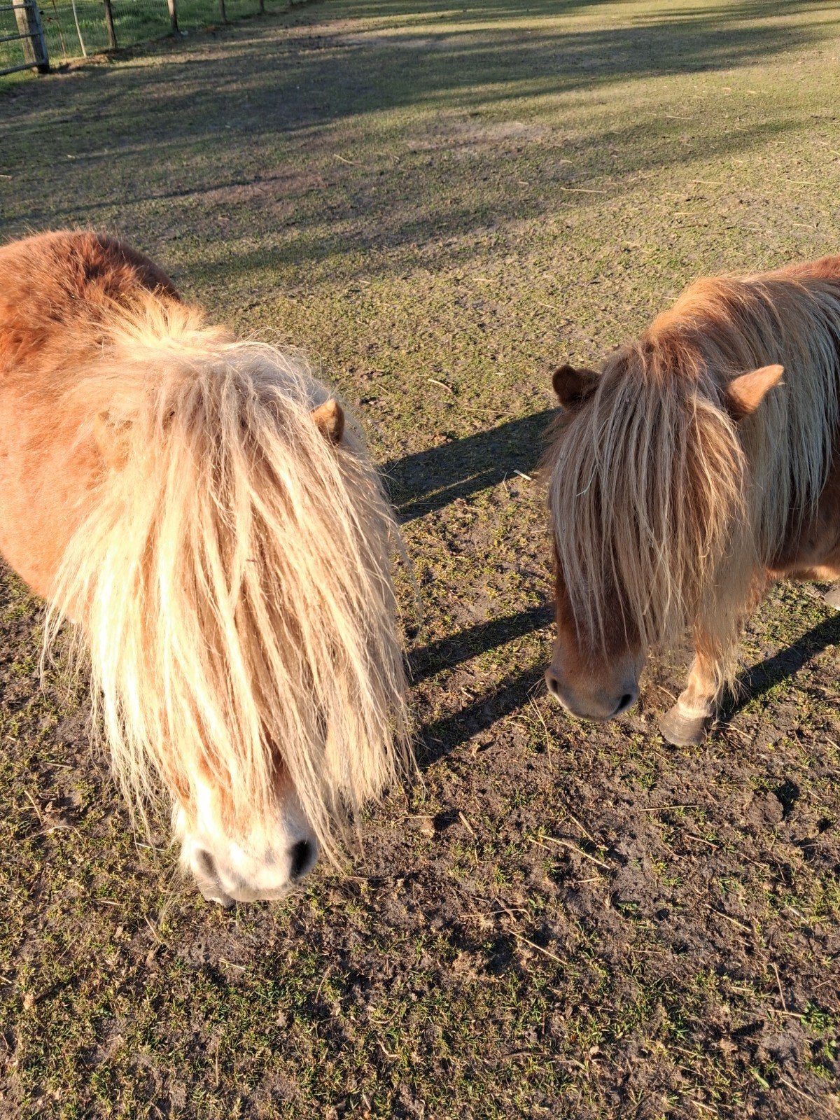 2 merrie ponys, Merrie