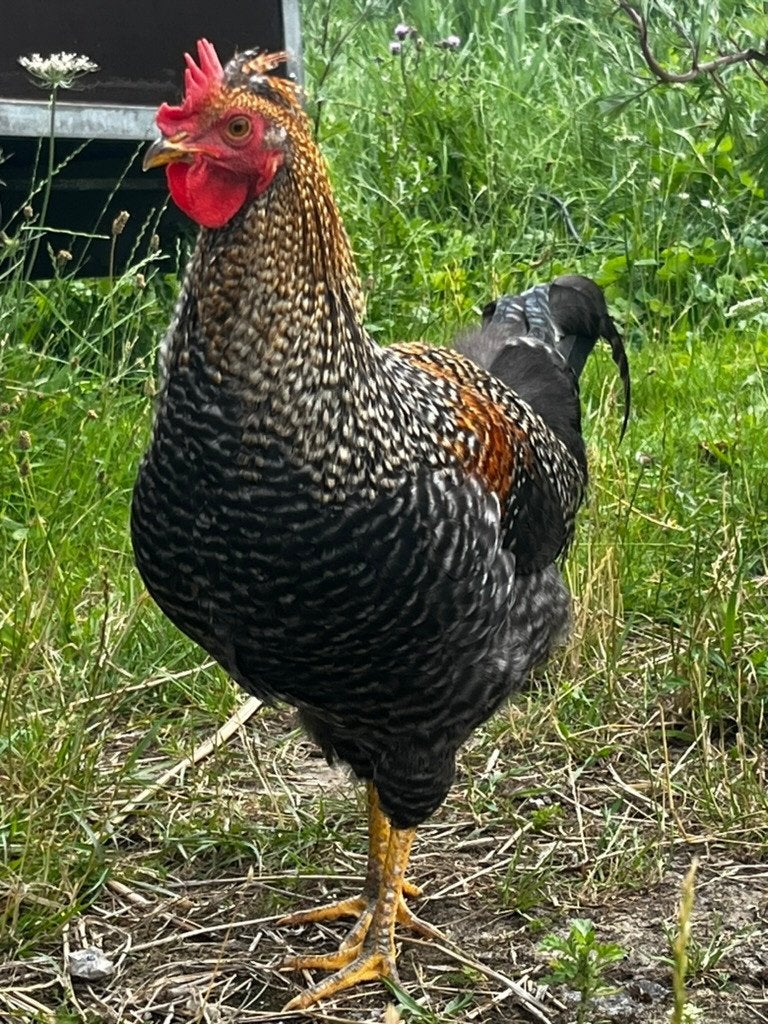 Prachtige Haan te koop / groenlegger kruising Cream Legbar, Dieren en Toebehoren, Pluimvee, Mannelijk, Kip