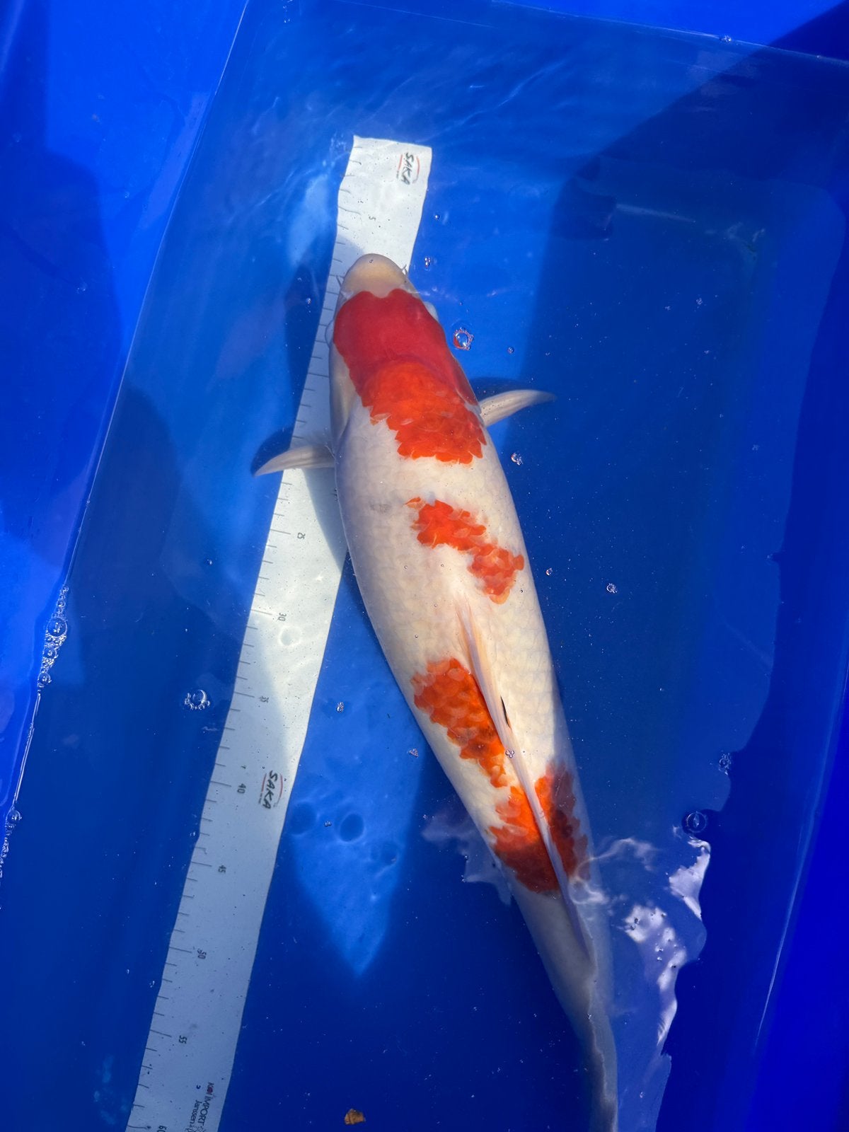 Kohaku 50 cm, Dieren en Toebehoren, Vissen | Vijvervissen, Karper of Koi