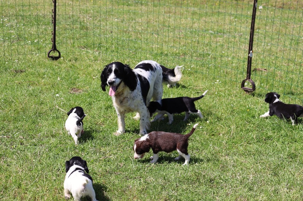 Lieve engelse springer pups te koop, Parvo, Nederland, 8 tot 15 weken, Meerdere