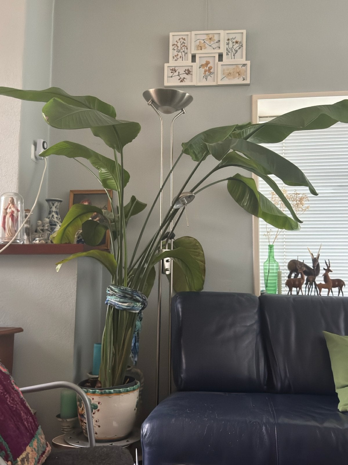 Strelizia kamerplant met bladeren, 150 cm hoog, Ophalen, 100 tot 150 cm, Overige soorten, Halfschaduw