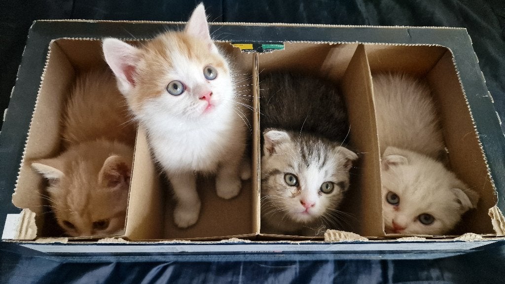 2 Prachtige Britse korthaar Mix kittens, Dieren en Toebehoren, Meerdere dieren, Ontwormd, 0 tot 2 jaar