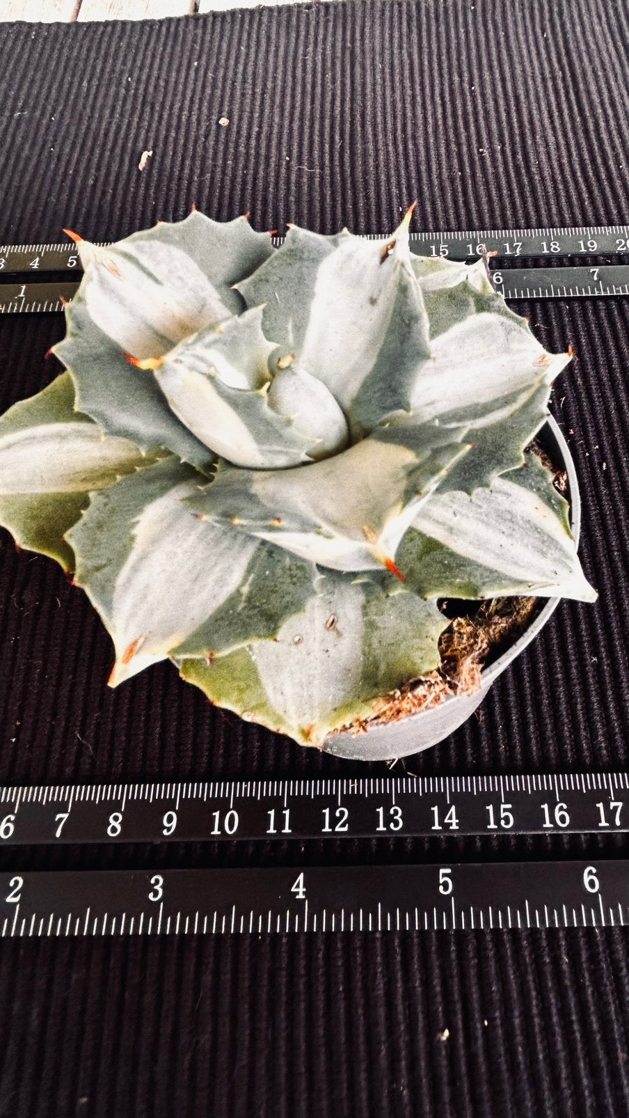 Agave Potatorum cv shoji mediopicta alba Prachtige Succulent, Volle zon, Vaste plant, Bloeit niet, Ophalen