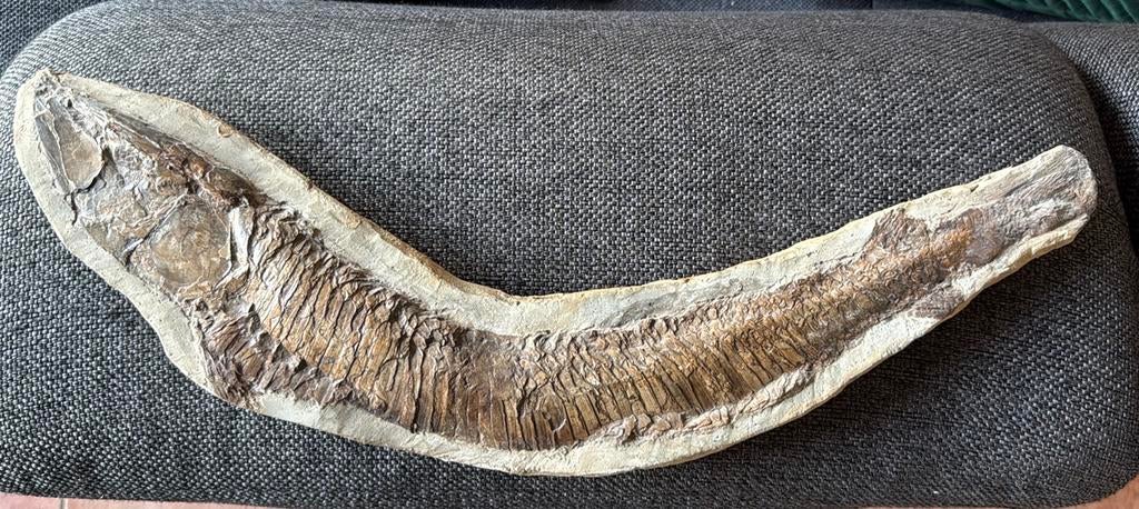 Fossiele vis, 55 cm, Ophalen of Verzenden