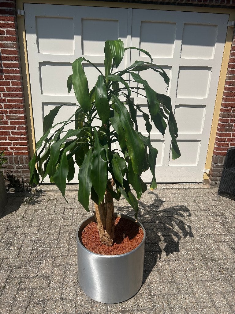 Draceana plant in rvs ronde plantenbak, 160hoog, Ophalen, Overige soorten, Halfschaduw, In pot