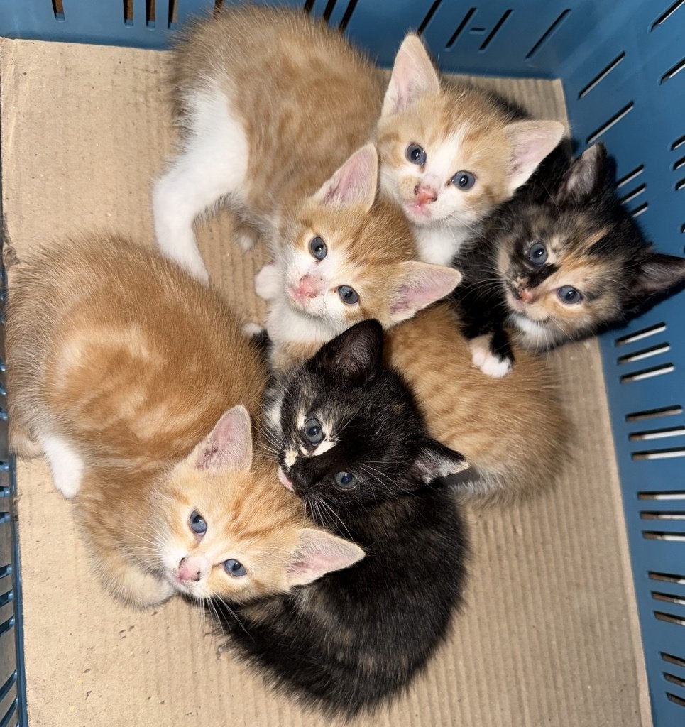 Lieve gezonde mooie kittens te koop, Meerdere dieren, Kortharig, 0 tot 2 jaar
