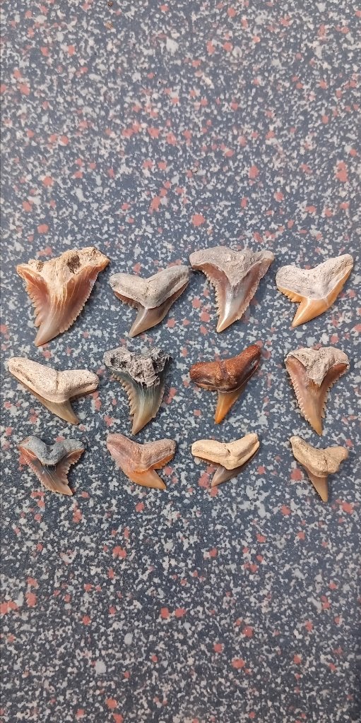 12 fossielen haaientanden uit Summerville, SC, Verzamelen, Ophalen of Verzenden, Fossiel