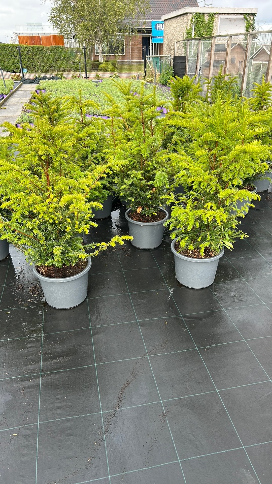 Taxus, Ophalen, Taxus, Minder dan 100 cm