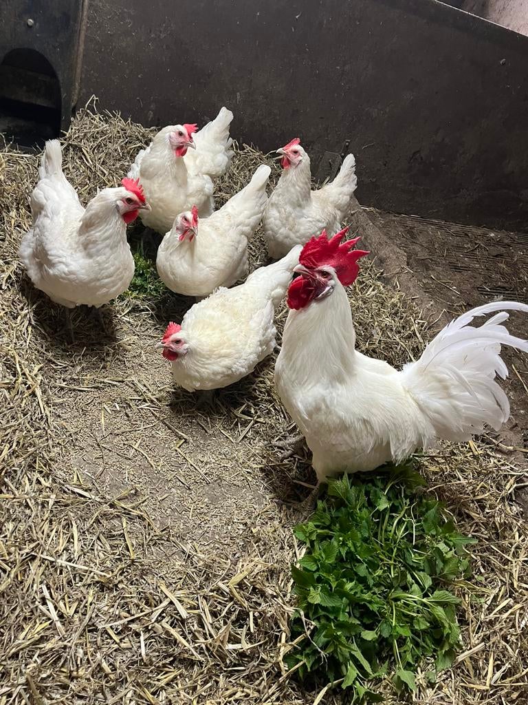 Broedeieren poule de bresse, Geslacht onbekend, Kip