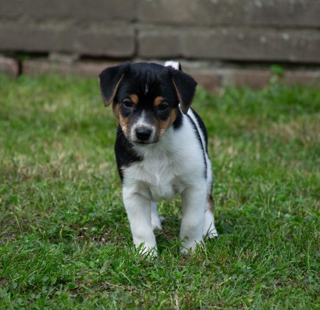 Fantastisch mooie boerenfox pups  te koop, Dieren en Toebehoren, Parvo, 8 tot 15 weken, Meerdere, Meerdere dieren
