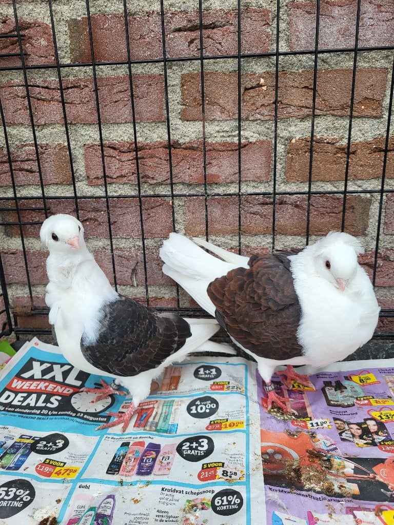 duitse meeuwen, Meerdere dieren, Overige soorten