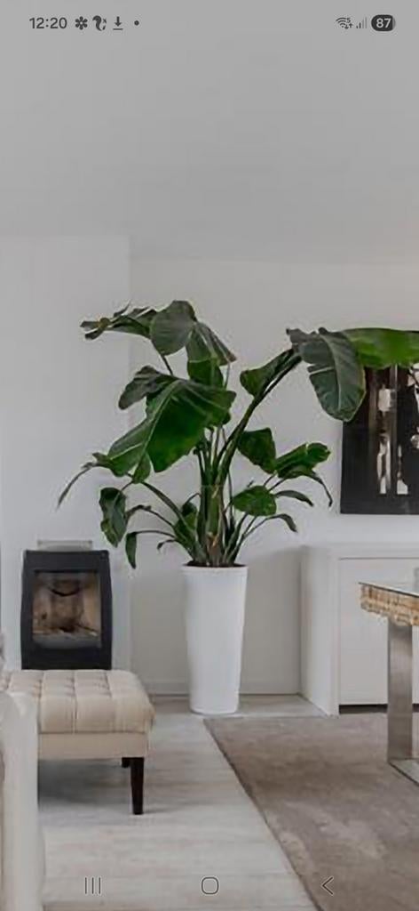 Grote Strelitzia kamerplant (1.90m) met pot - 3 scheuten, Ophalen, Halfschaduw