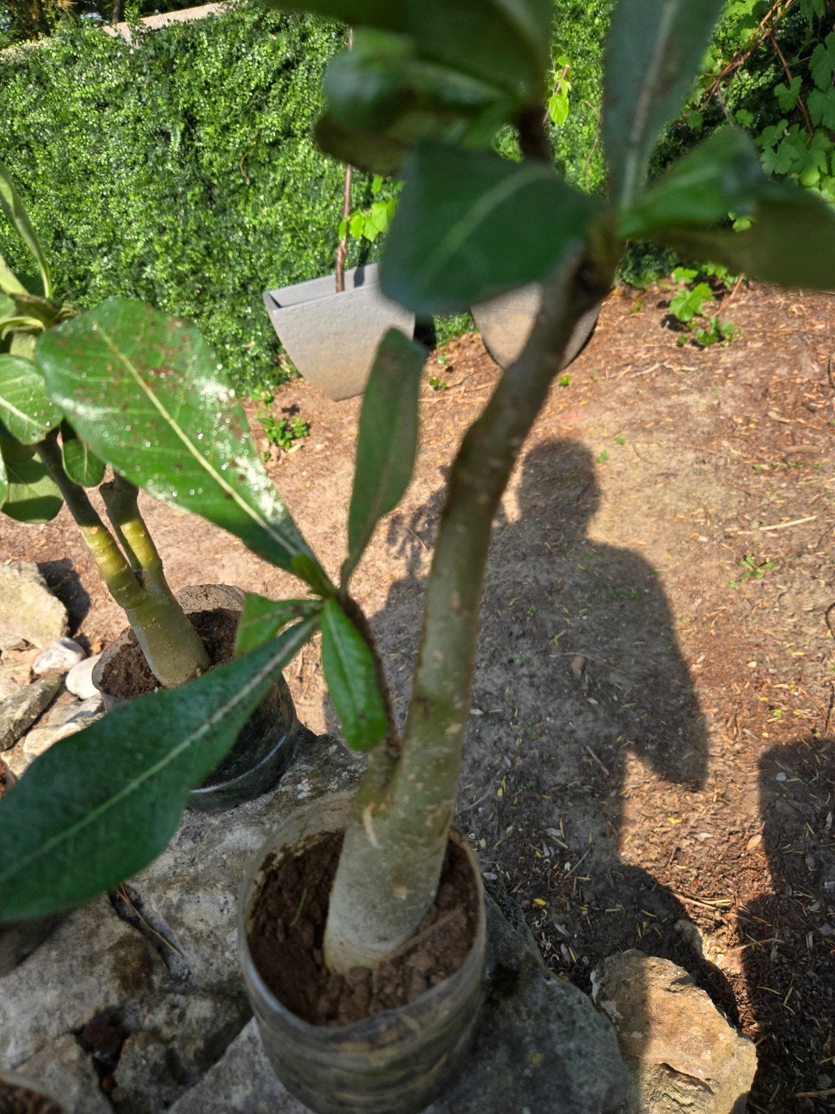 Afrikaanse Baobab (Andansonia Digitata) uit Senegal, Ophalen of Verzenden
