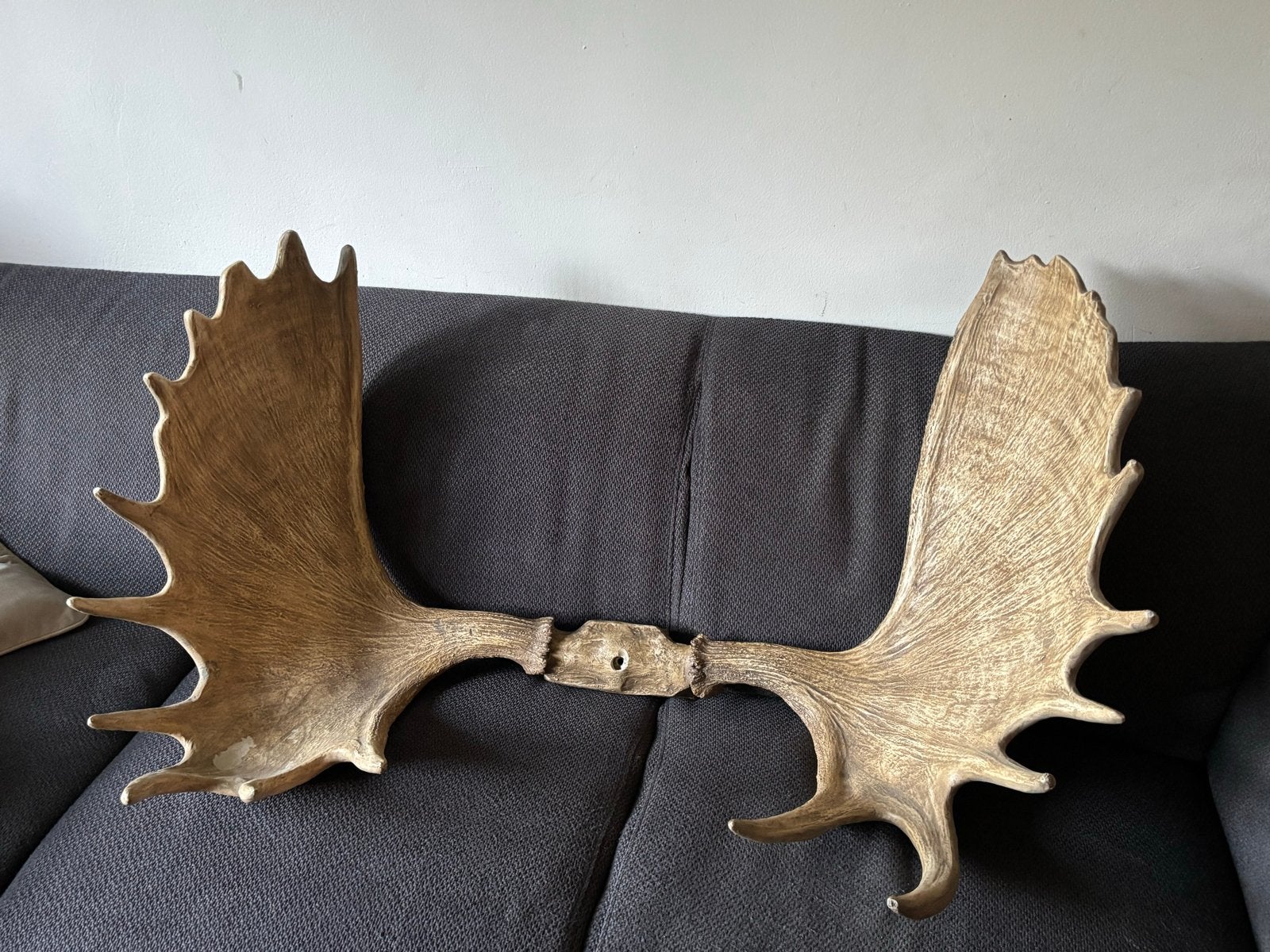 Groot elandgewei - Decoratief en indrukwekkend, Ophalen, Gebruikt