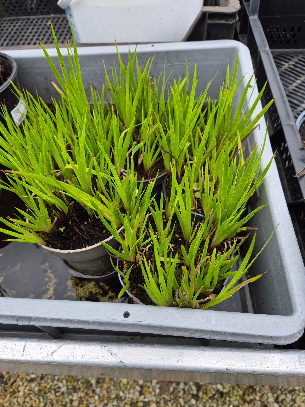 Vijverplant Zwaardrus - diverse stekken verkrijgbaar, Ophalen of Verzenden, Nieuw