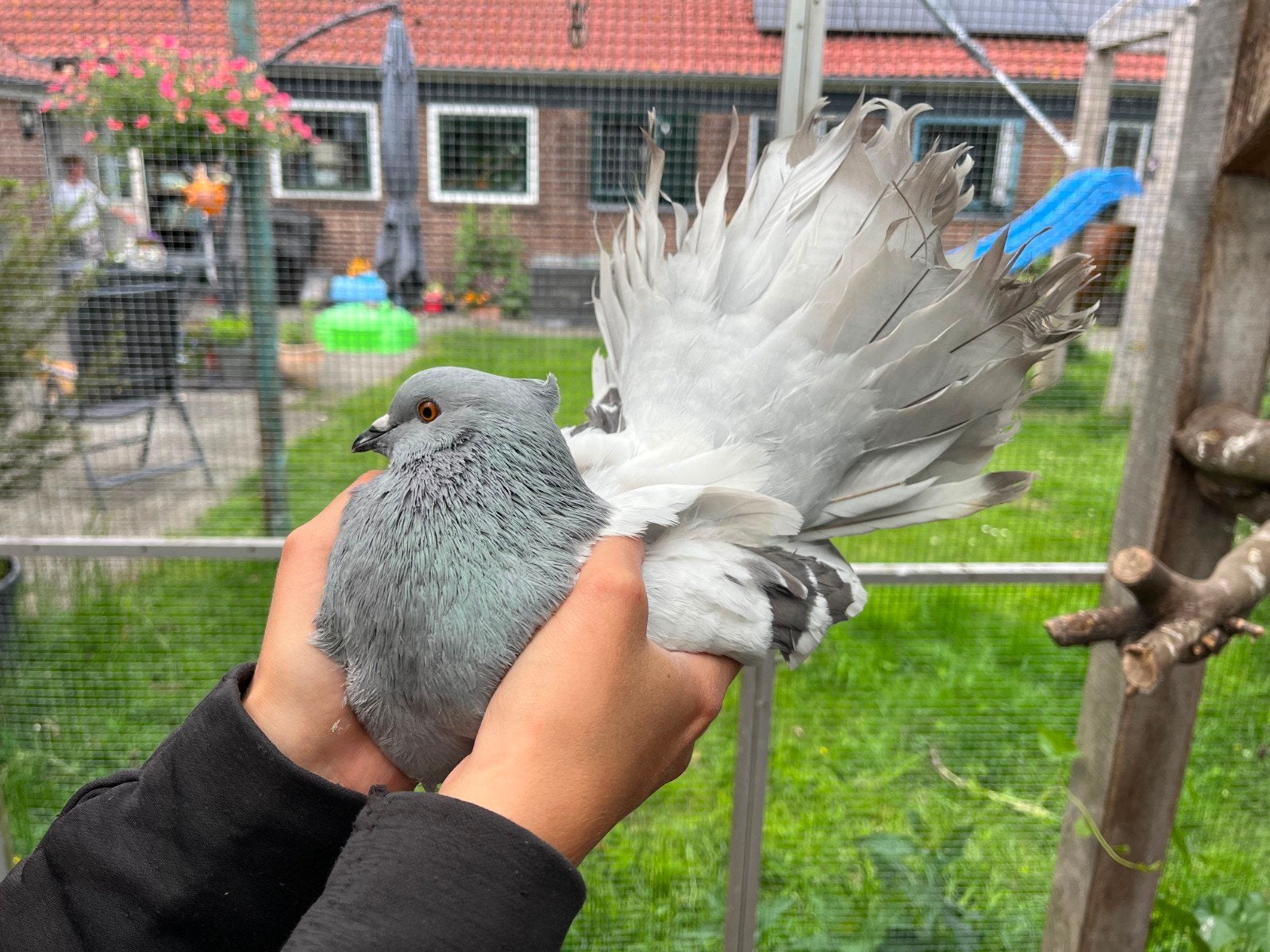 Indiase Pauwstaart, Meerdere dieren, Overige soorten