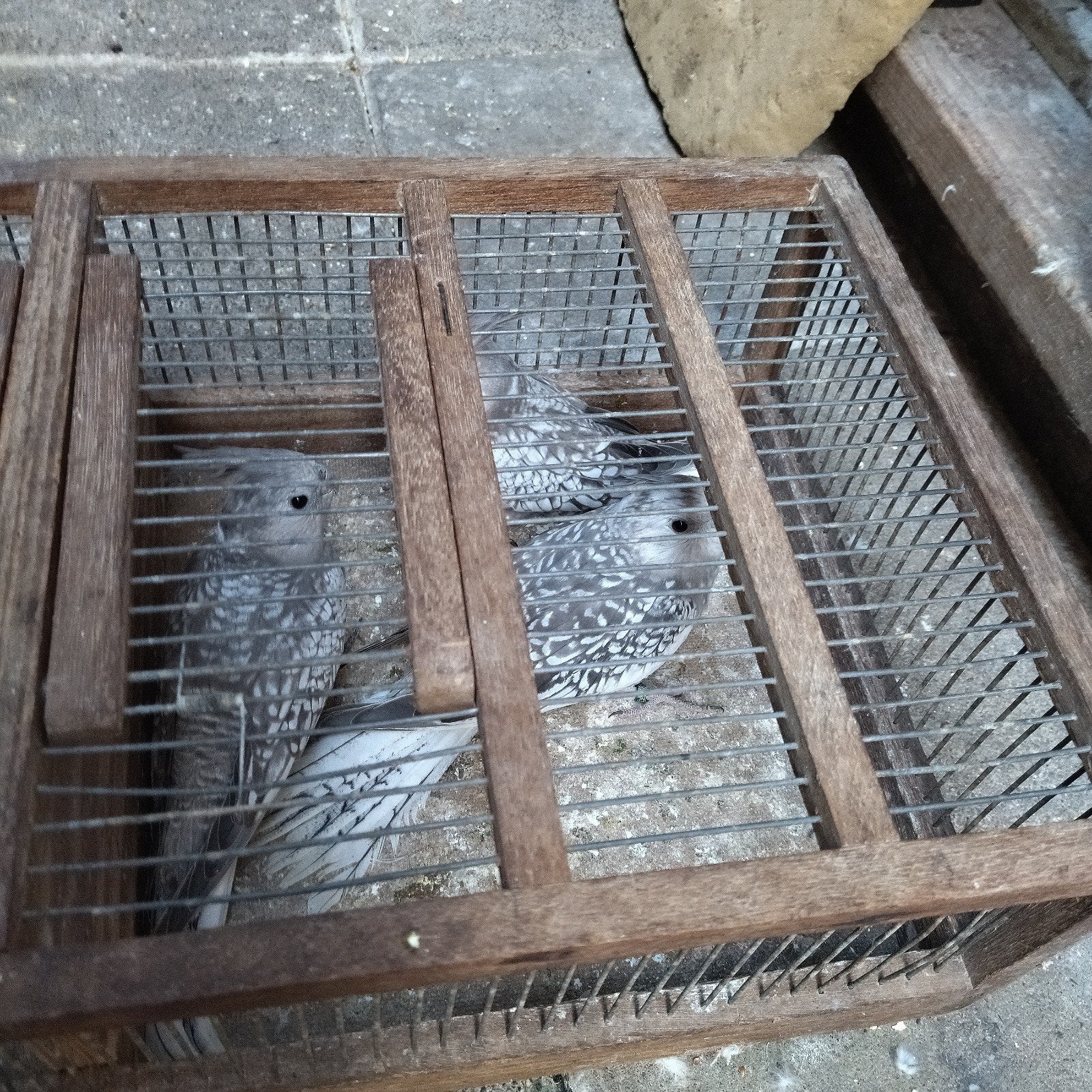 2 geparelde valkparkieten witkop, Dieren en Toebehoren, Vogels | Parkieten en Papegaaien, Meerdere dieren, Parkiet