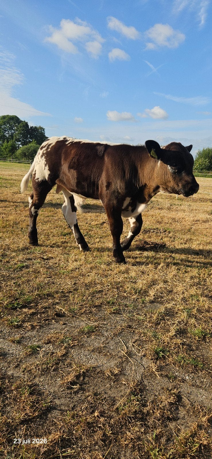 Runderen 75% Specklepark stier kalf, Ophalen of Verzenden