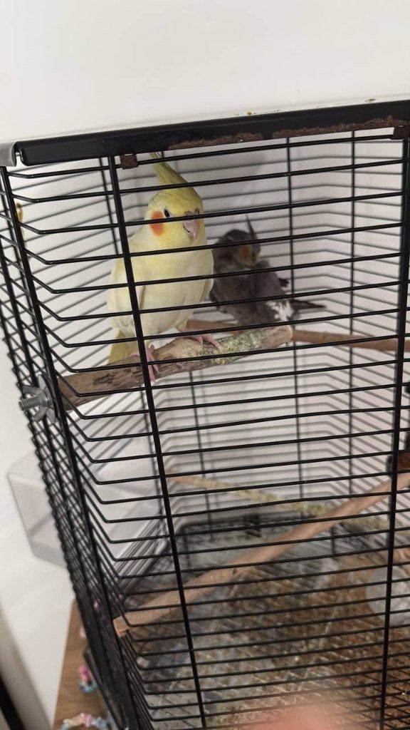 koppel valkparkieten met kooi te koop, Dieren en Toebehoren, Vogels | Parkieten en Papegaaien, Meerdere dieren, Parkiet, Tam