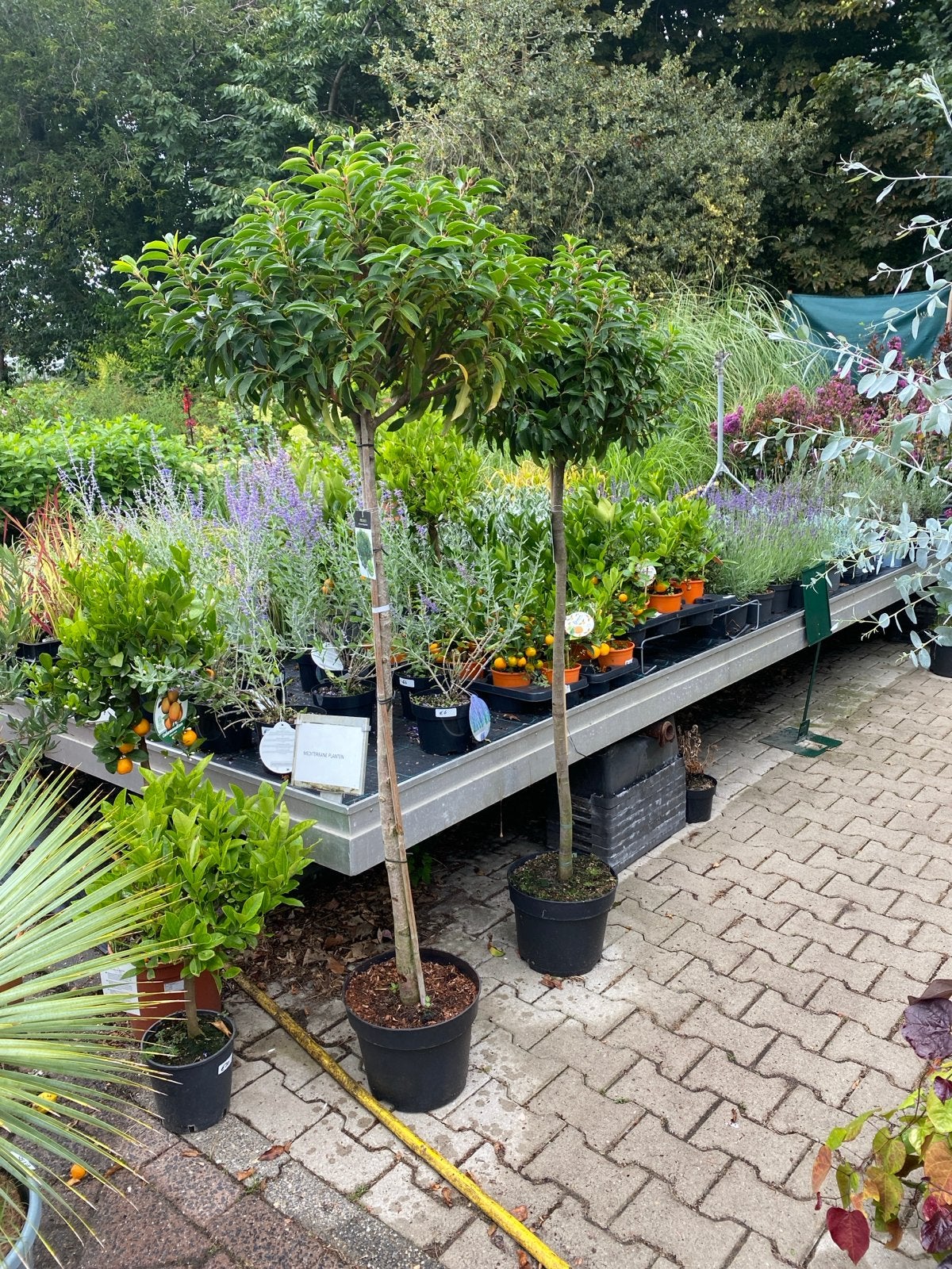 Groenblijvende Portugese laurier en Photinia op stam, Volle zon, Vaste plant, Lente, Ophalen