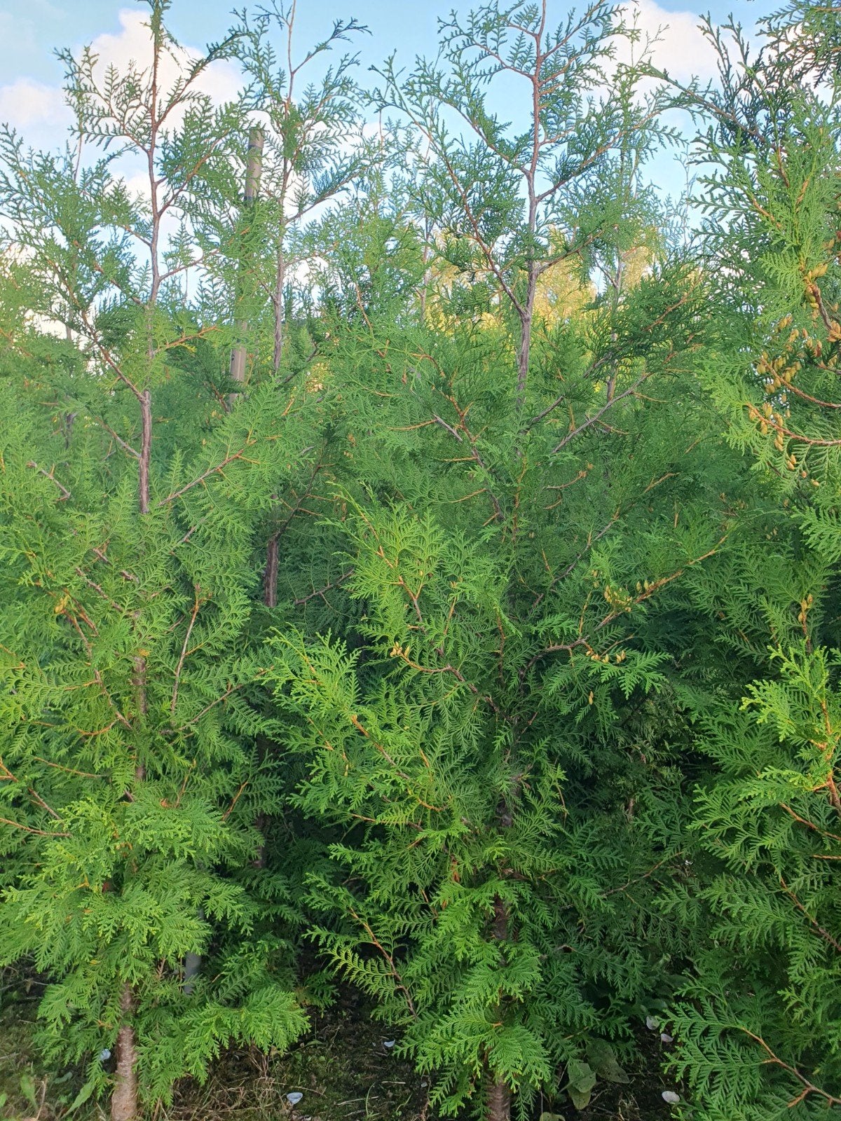 Thuja Brabant Haagplanten 1.60 - 1.80m, Tuin en Terras, Planten | Struiken en Hagen, Ophalen of Verzenden, Conifeer, Haag, 100 tot 250 cm