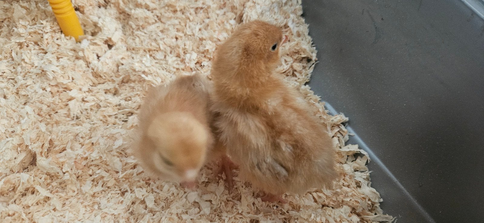 2 Lohman brown Kuikens hen €4ps, Dieren en Toebehoren, Pluimvee, Vrouwelijk, Kip